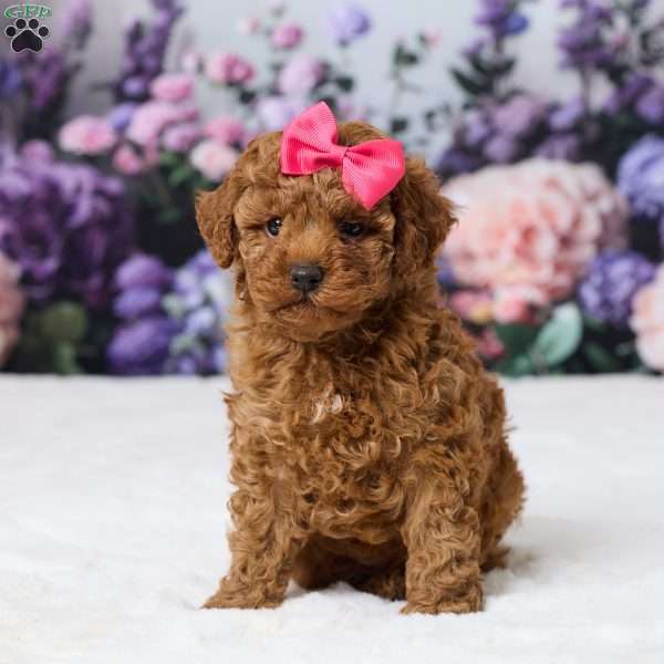 Bailey, Miniature Poodle Puppy